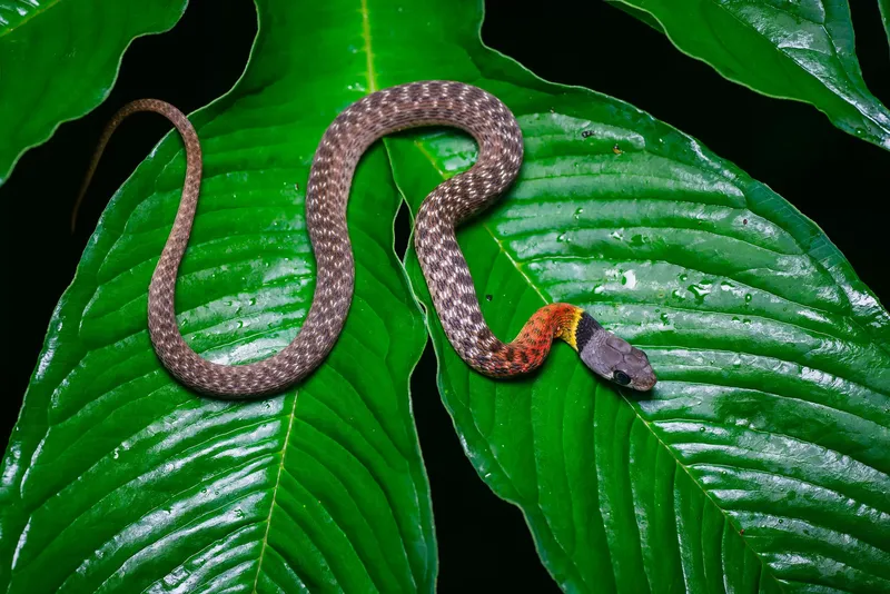 Rắn hoa cỏ cổ đỏ Xiêm