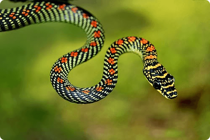 Rắn lục đuôi đỏ