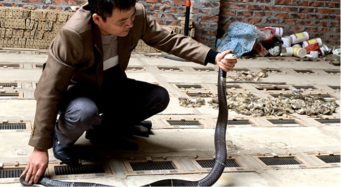 Tập huấn Sơ cấp cứu tai nạn rắn cắn #2