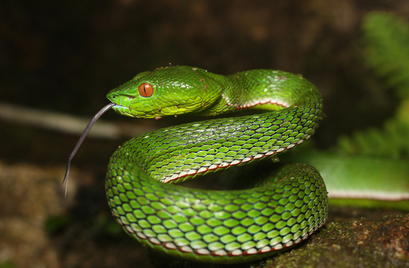 Rắn lục vogel